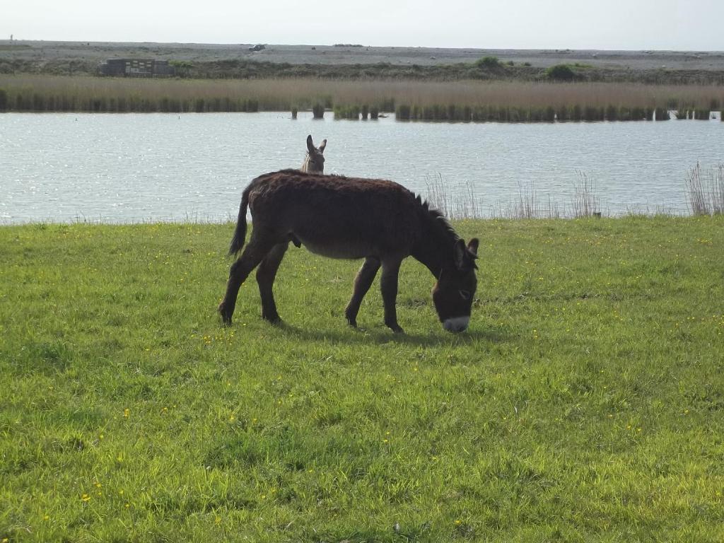 Camping Paradis Les Galets De La Molliere Cayeux-sur-Mer Bagian luar foto